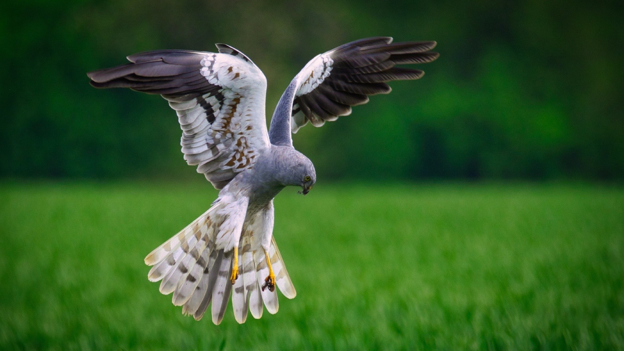 Moták lužní - ten, který létá v polích