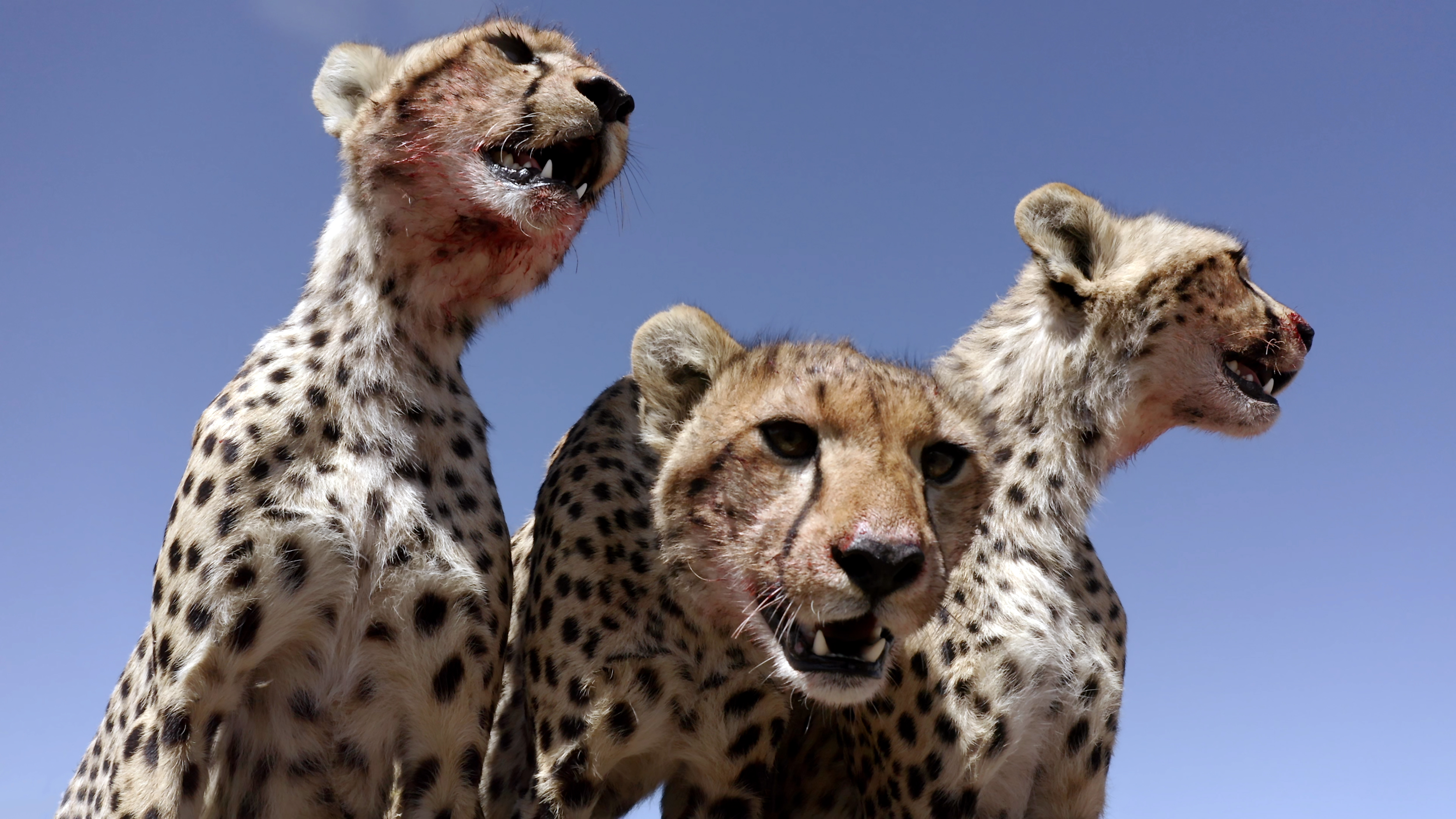 Serengeti III