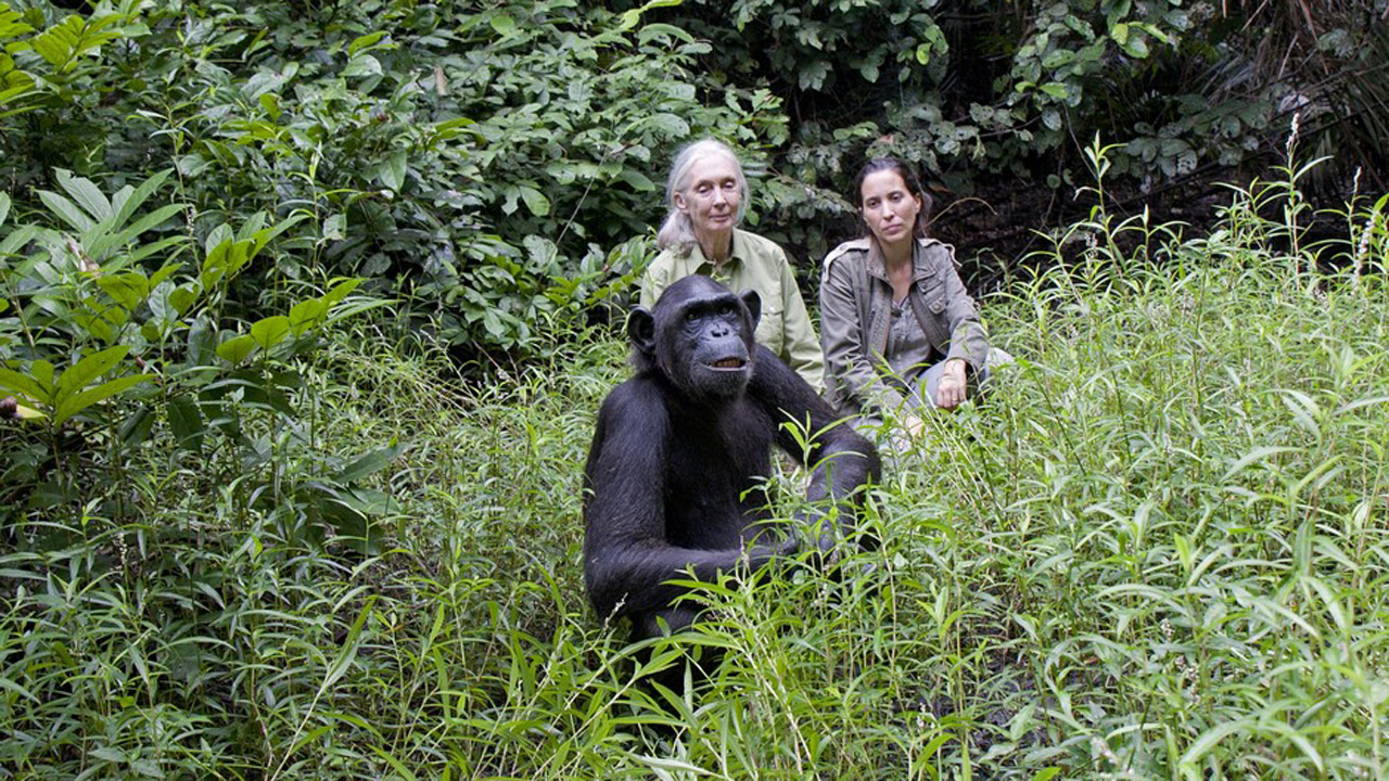 Útulek pro záchranu šimpanzů Jane Goodallové