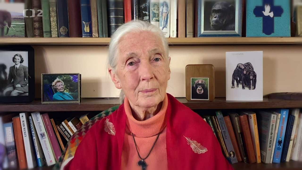 Útulek pro záchranu šimpanzů Jane Goodallové