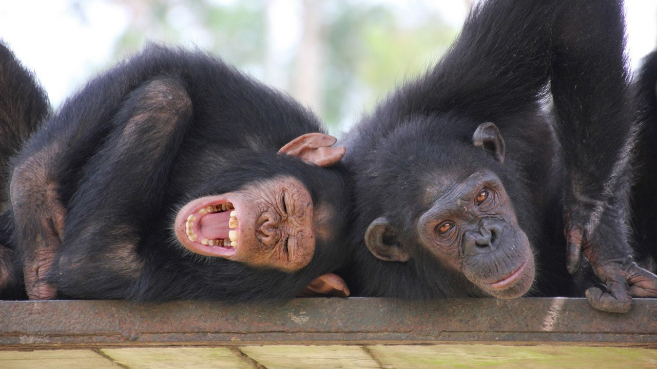 Útulek pro záchranu šimpanzů Jane Goodallové