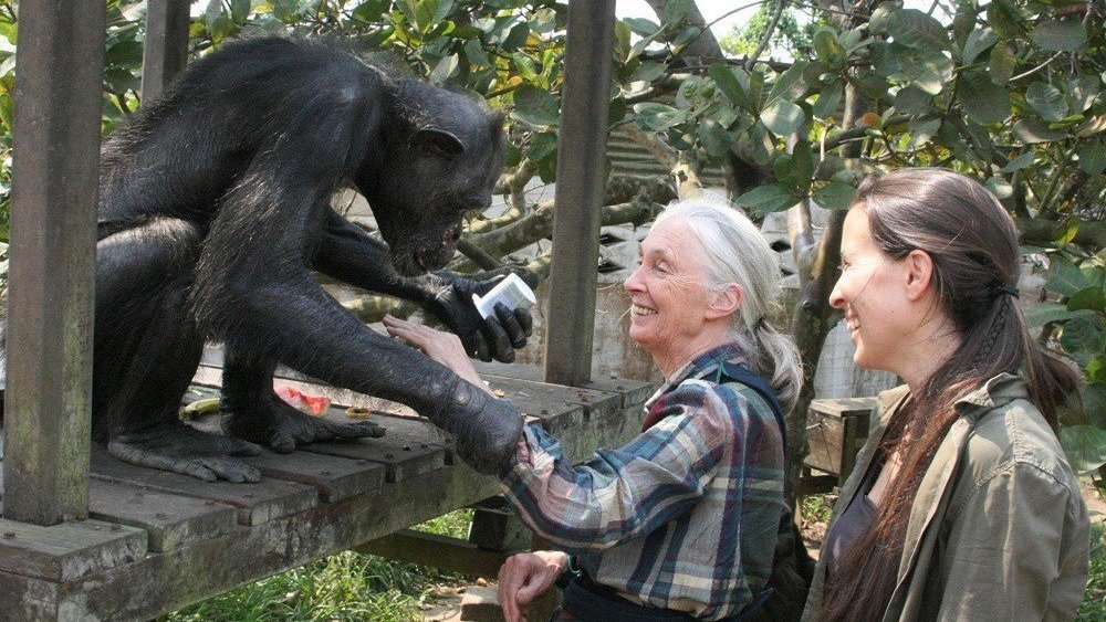 Útulek pro záchranu šimpanzů Jane Goodallové