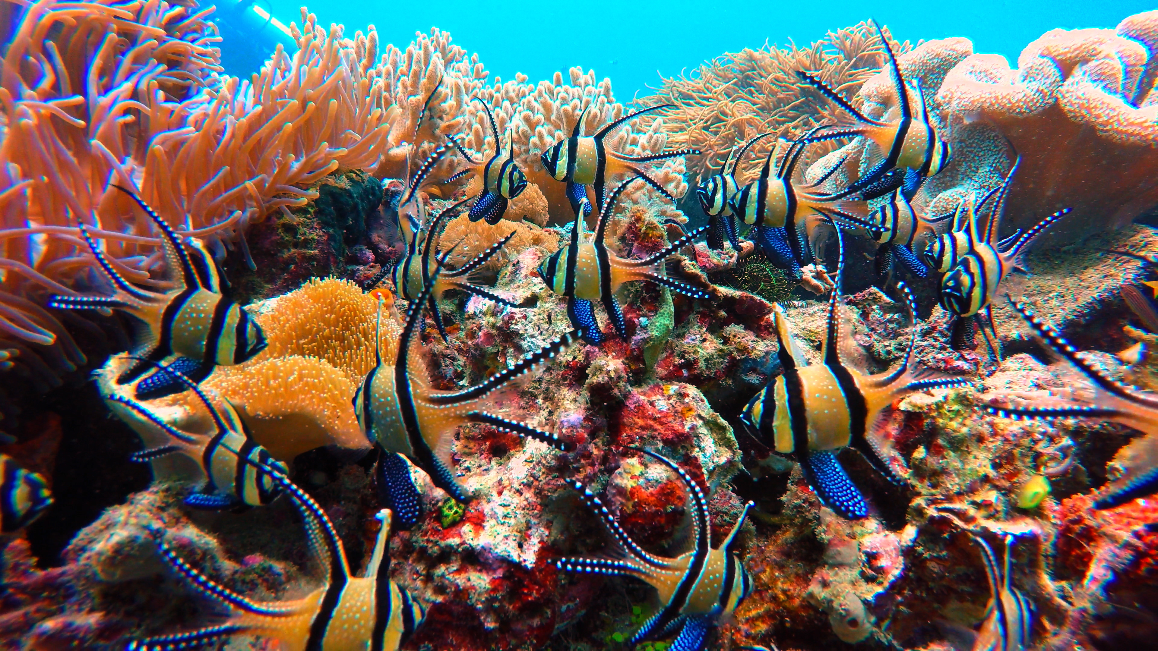 Strategie rozmnožování v přírodě