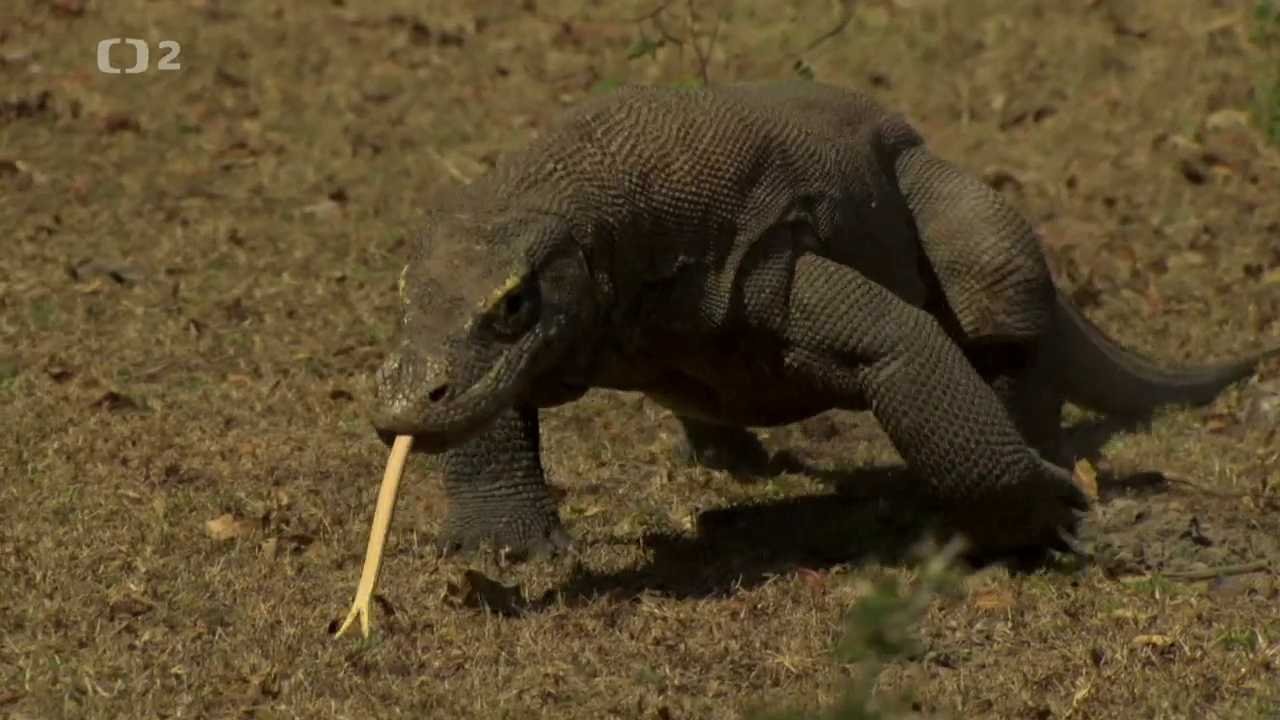 V říši obřích ještěrů - národní park Komodo