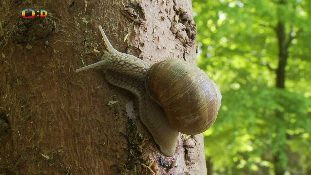 Terčin zvířecí svět