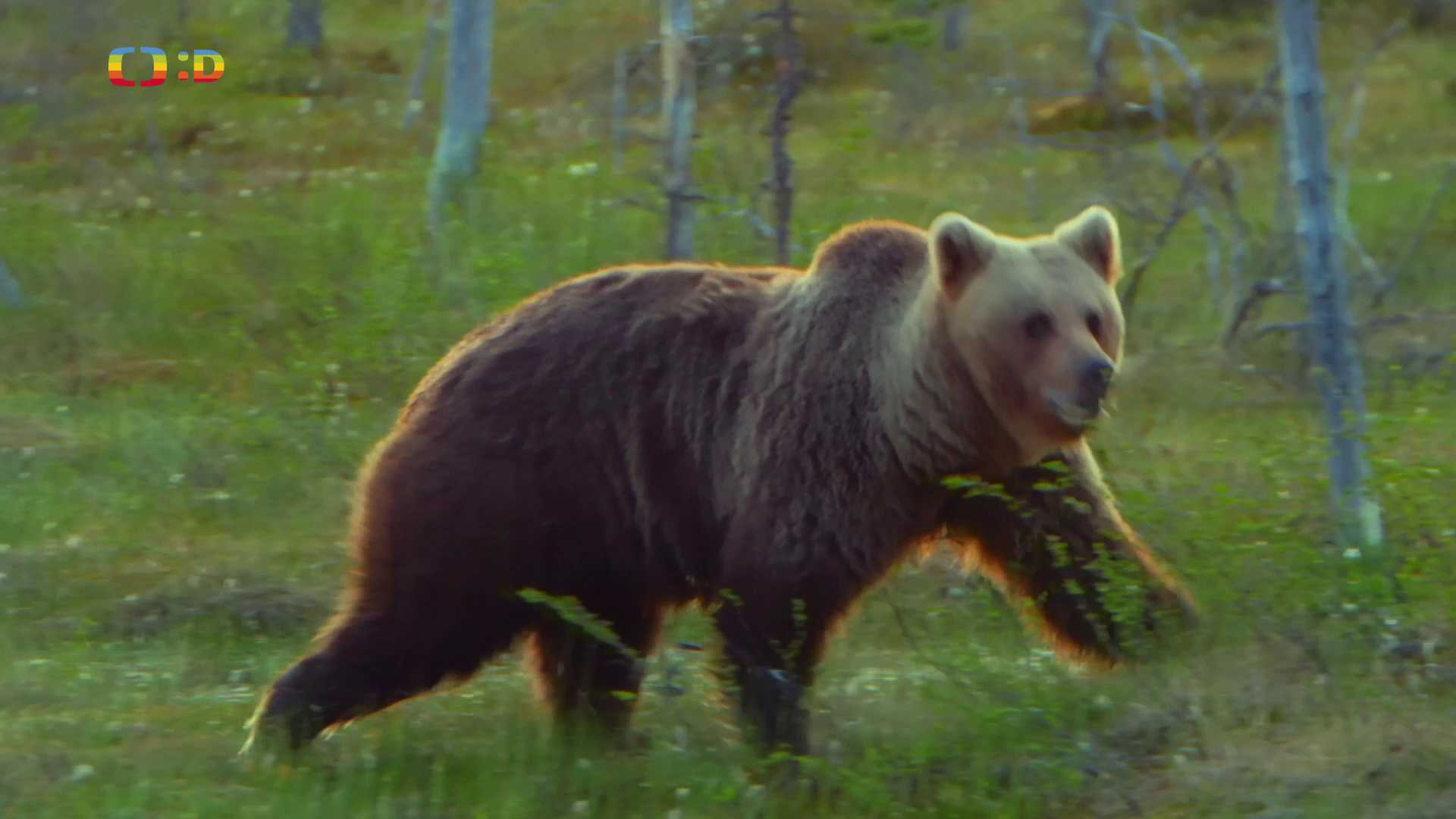 Rok v medvědím sedle