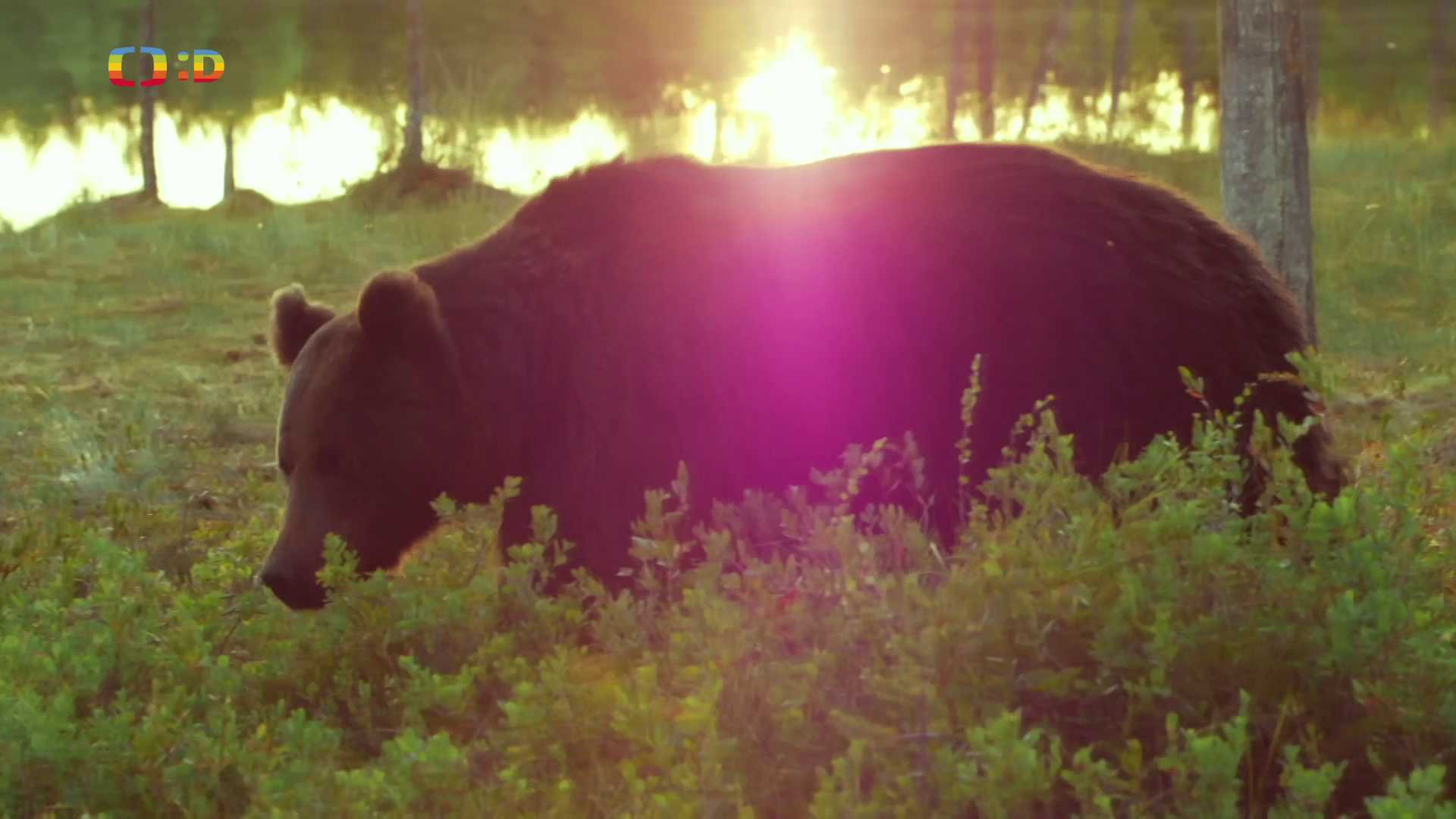 Rok v medvědím sedle