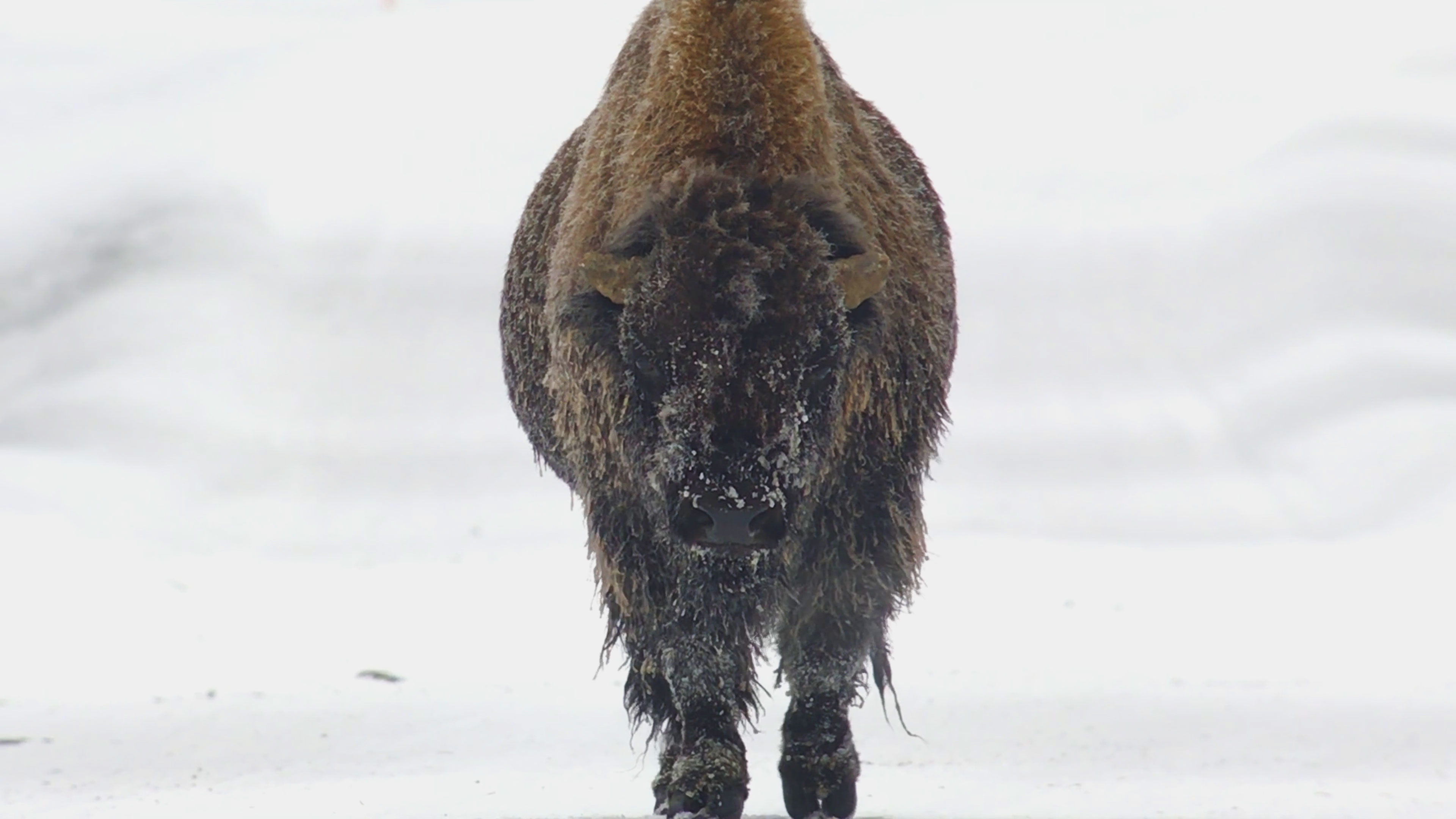 Znovuzrozená divočina Skalnatých hor: Od Yellowstonu k Yukonu