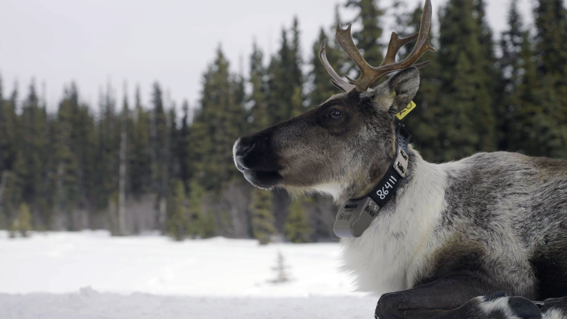 Znovuzrozená divočina Skalnatých hor: Od Yellowstonu k Yukonu