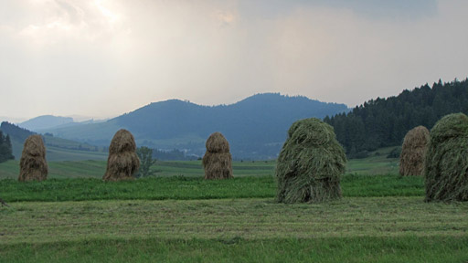 Divočina bez hranic