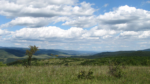 Divočina bez hranic
