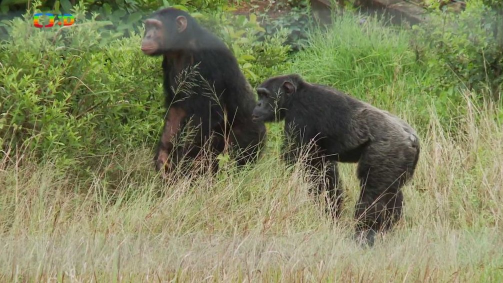 Africká abeceda