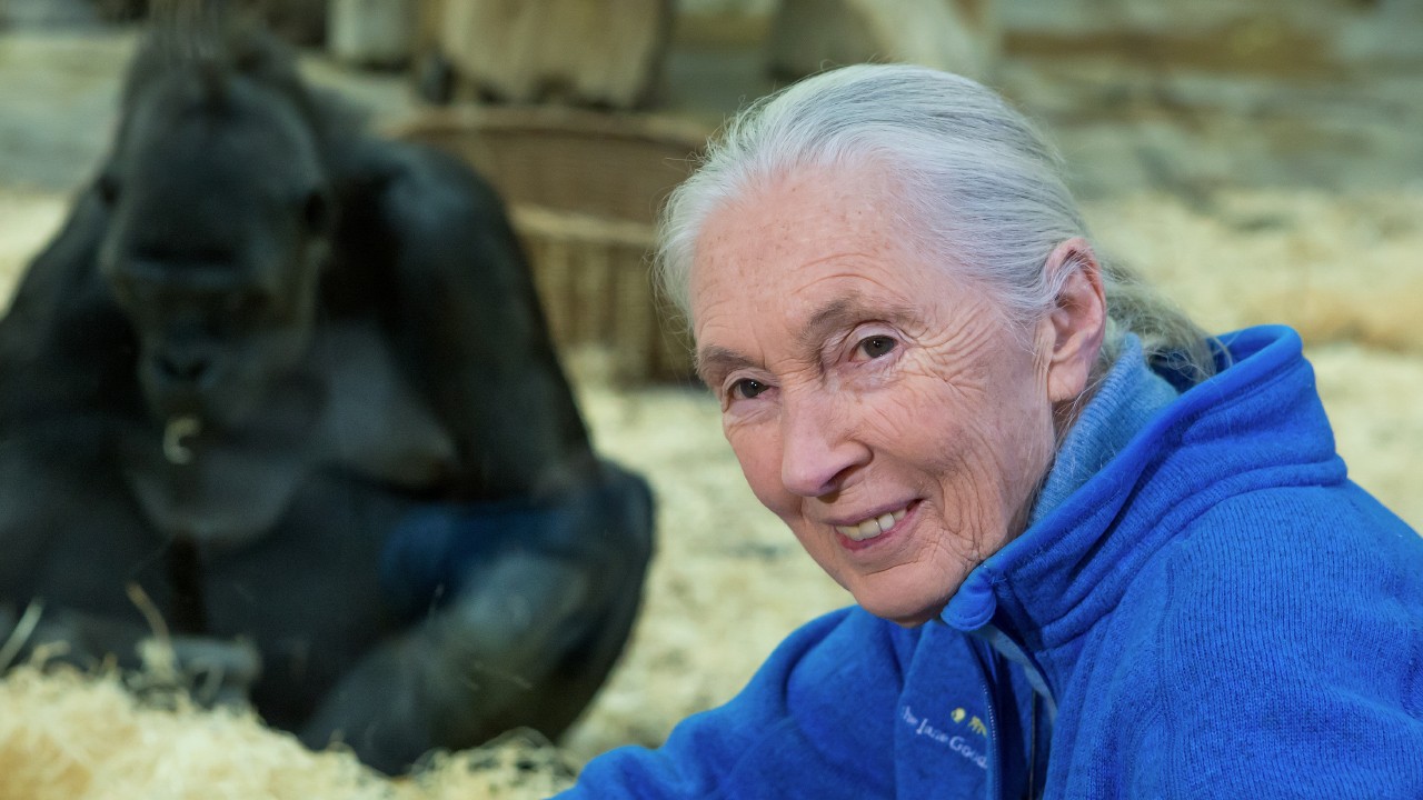 Na plovárně s Jane Goodallovou
