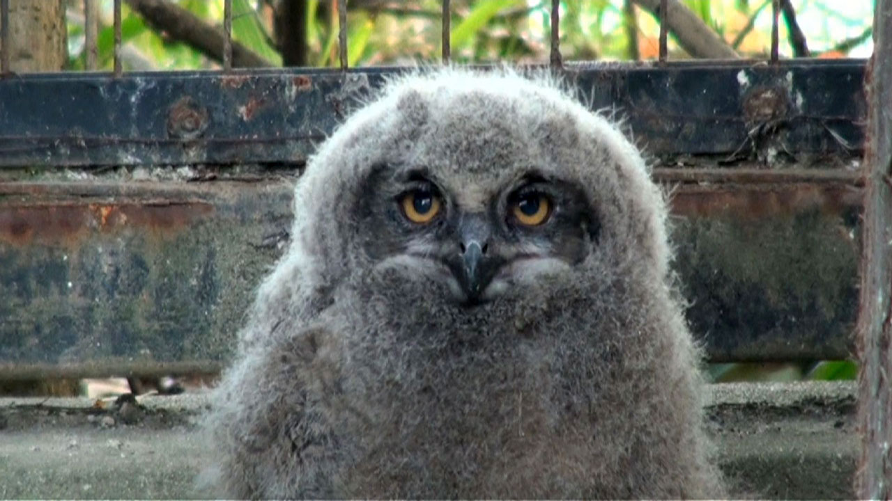 Příběhy zvířecích miminek