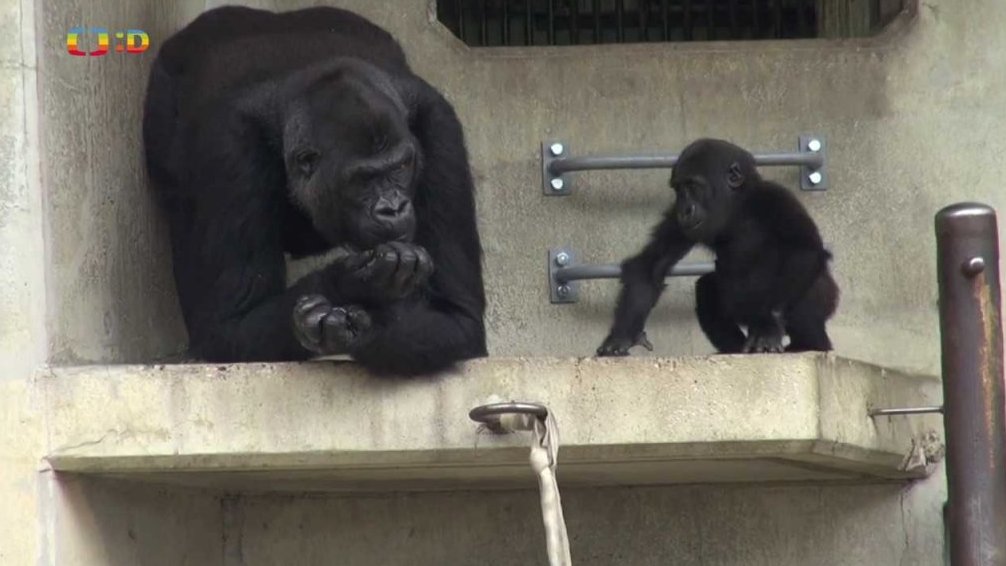 Příběhy zvířecích miminek II