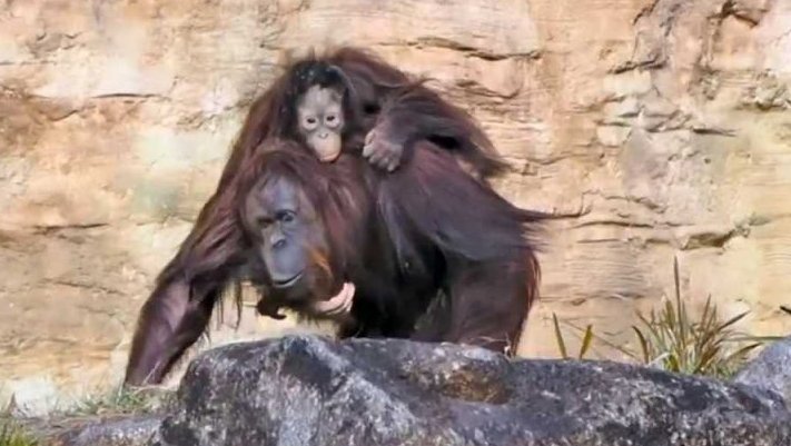 Příběhy zvířecích miminek II