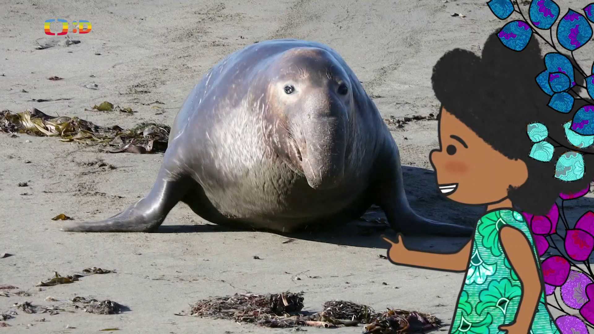 Velká kniha o zvířátkách II