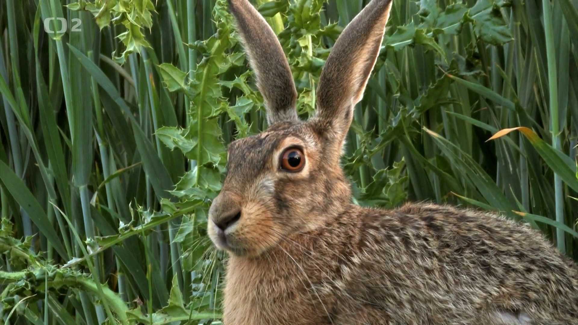 Dlouhé uši, silné nohy… a nemá kam běžet – zajíc polní - Evropa dnes ...