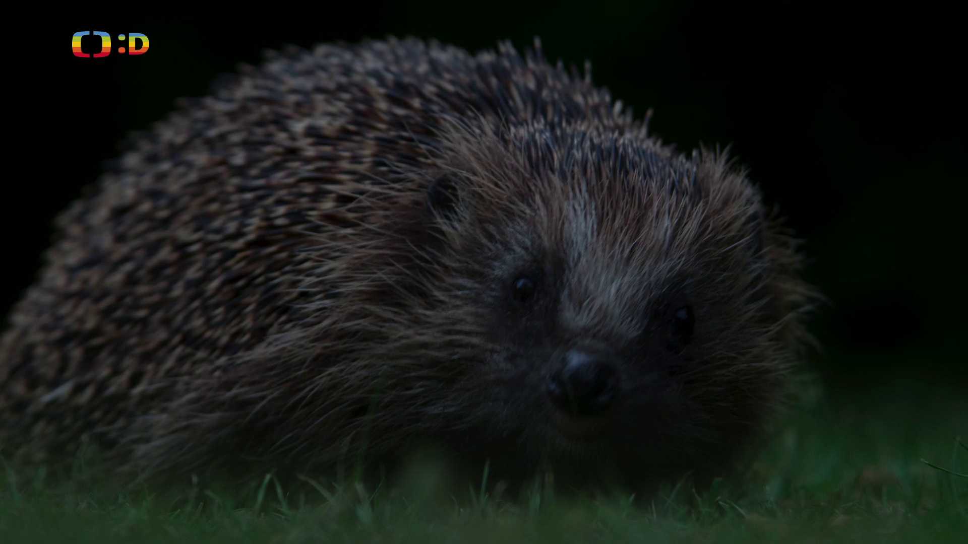 V divočině, tam to žije