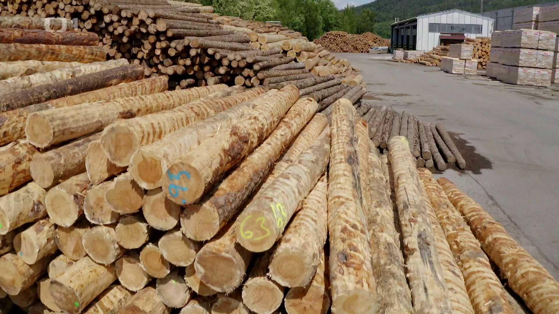 BILANCE: Dřevo je české zlato