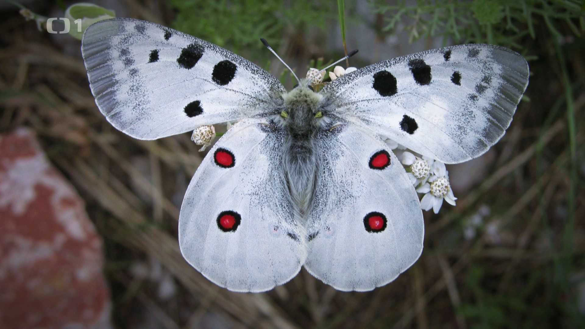 Polopatě
