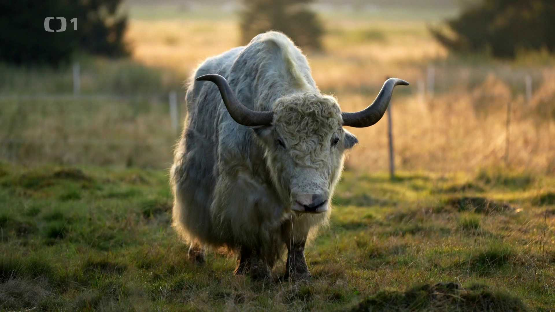 Polopatě