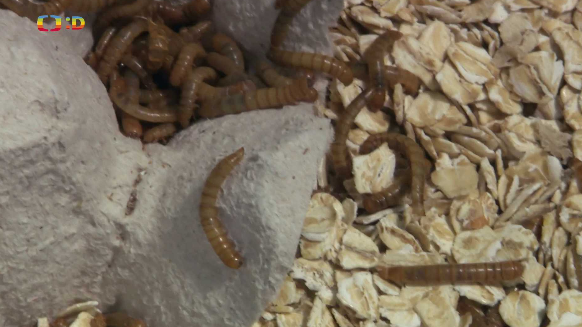 Terčin zvířecí svět