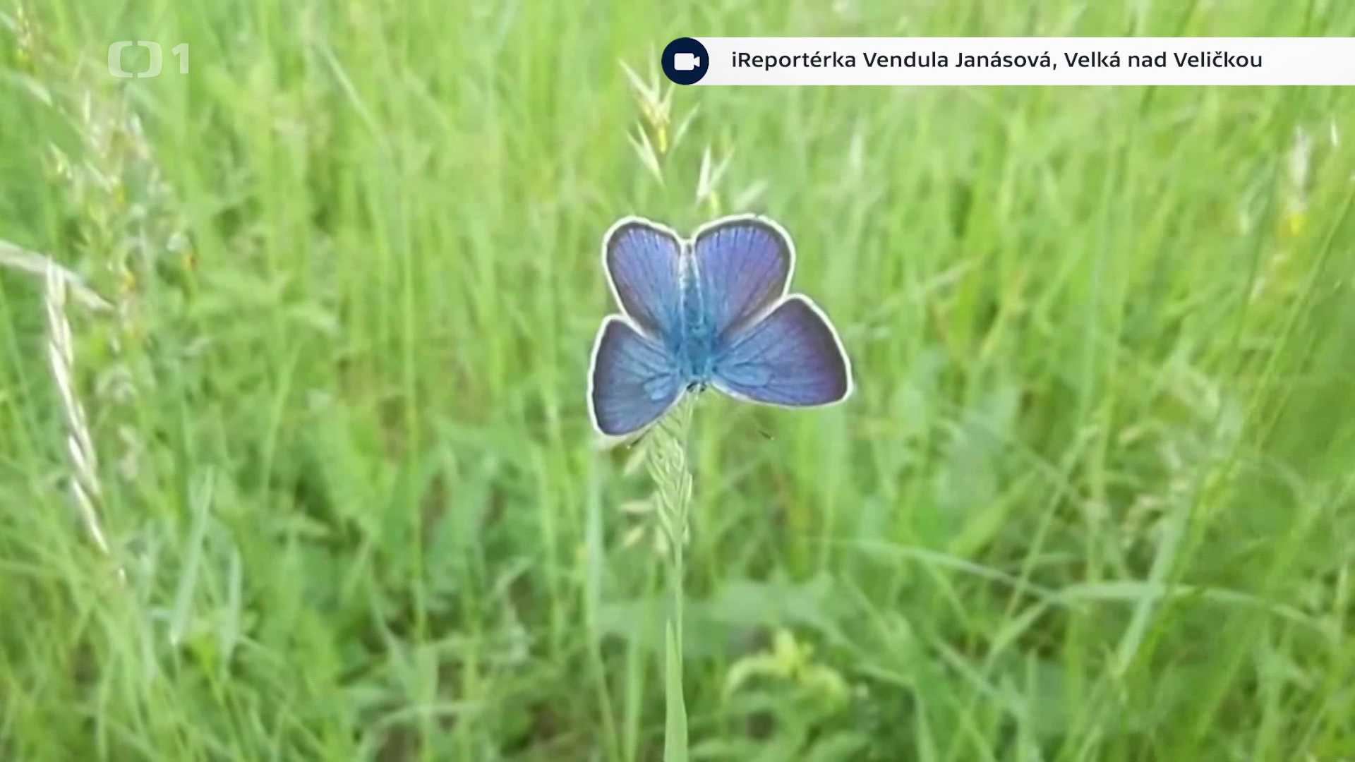 Místo iReportéra