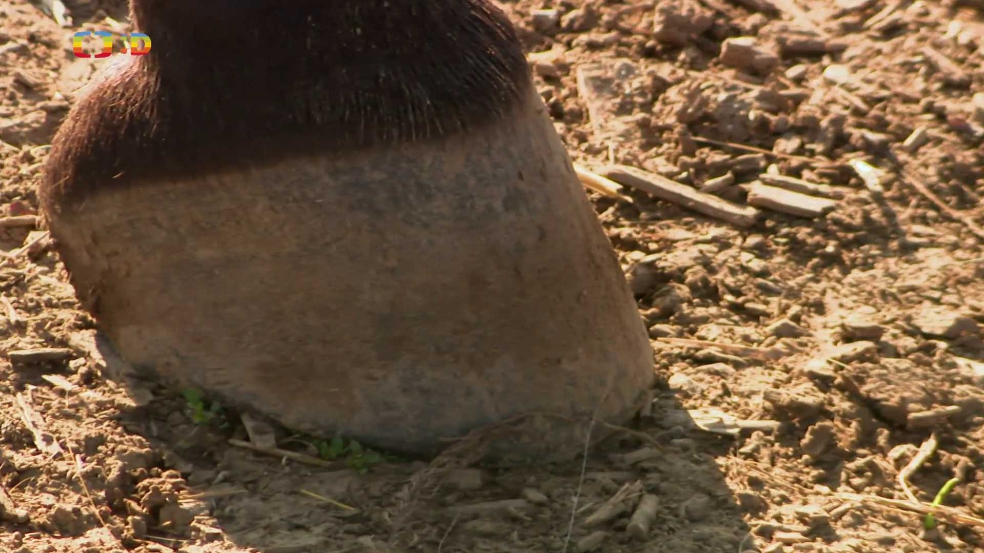 Terčin zvířecí svět